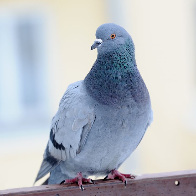 What is the Google Pigeon Update?